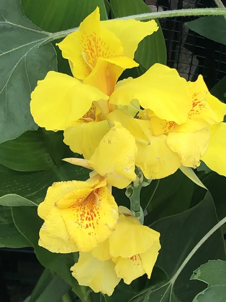 Top-rated lawn care service experts serving Dallas, TX - Mr. Mow It All