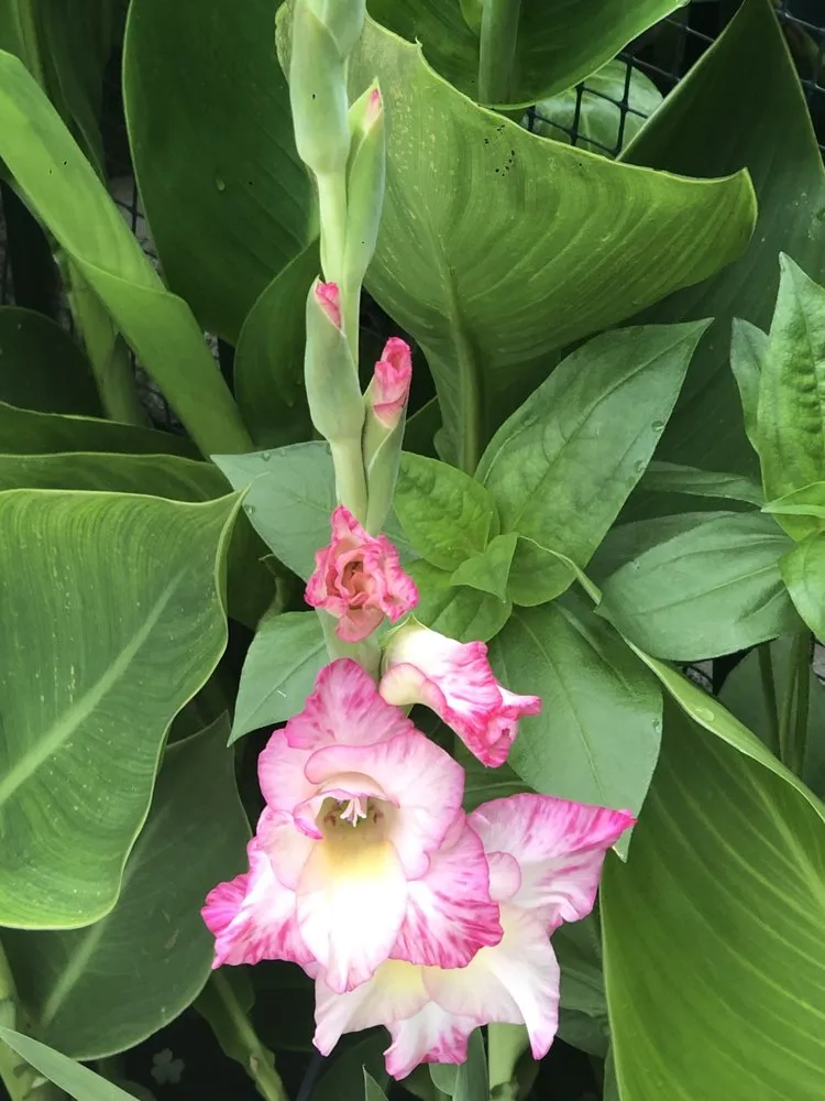 Expert residential landscaping in Dallas, TX - Mr. Mow It All