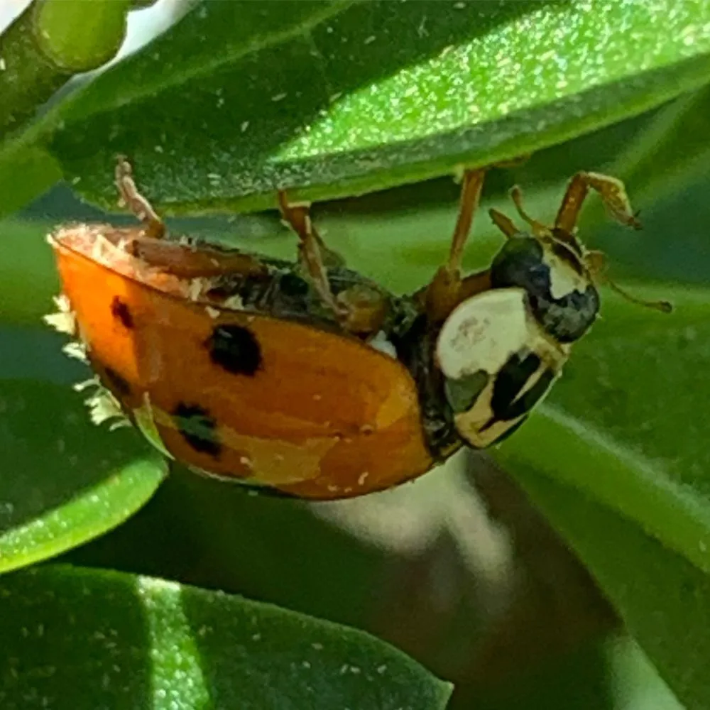 Expert residential landscaping in Park Ridge, NJ - Mr. Natural's Organic Lawn & Plant Care