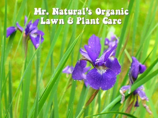 Professional lawn care service for year-round maintenance across Park Ridge, NJ - Mr. Natural's Organic Lawn & Plant Care