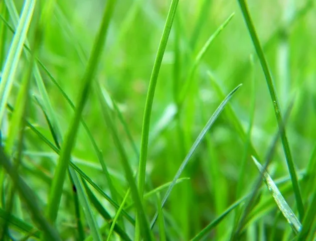 Affordable lawn care service in Park Ridge, NJ - Mr. Natural's Organic Lawn & Plant Care