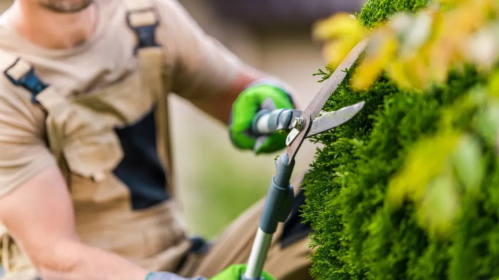 Reliable lawn care service in Maynard, MA by Mr Oliveira Landscaping