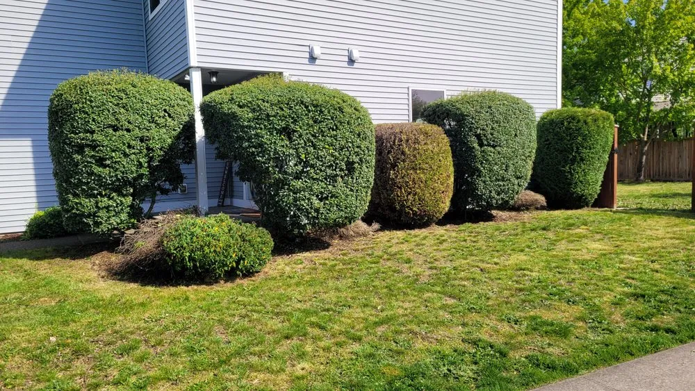 Custom yard cleanup service in Spanaway, WA by Mr. P's Lawn Care Service