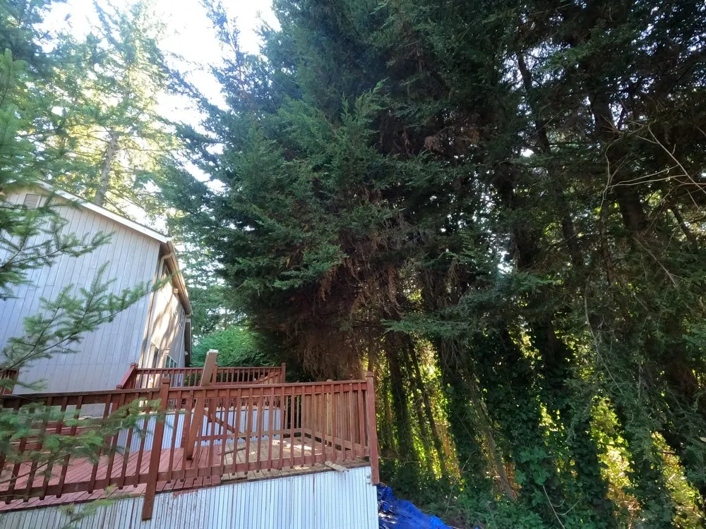 Local yard maintenance in Spanaway, WA - Mr. P's Lawn Care Service
