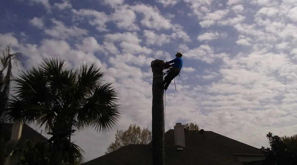 Professional landscaping services experts serving Houston, TX - Mr. Rodriguez Lawn Services