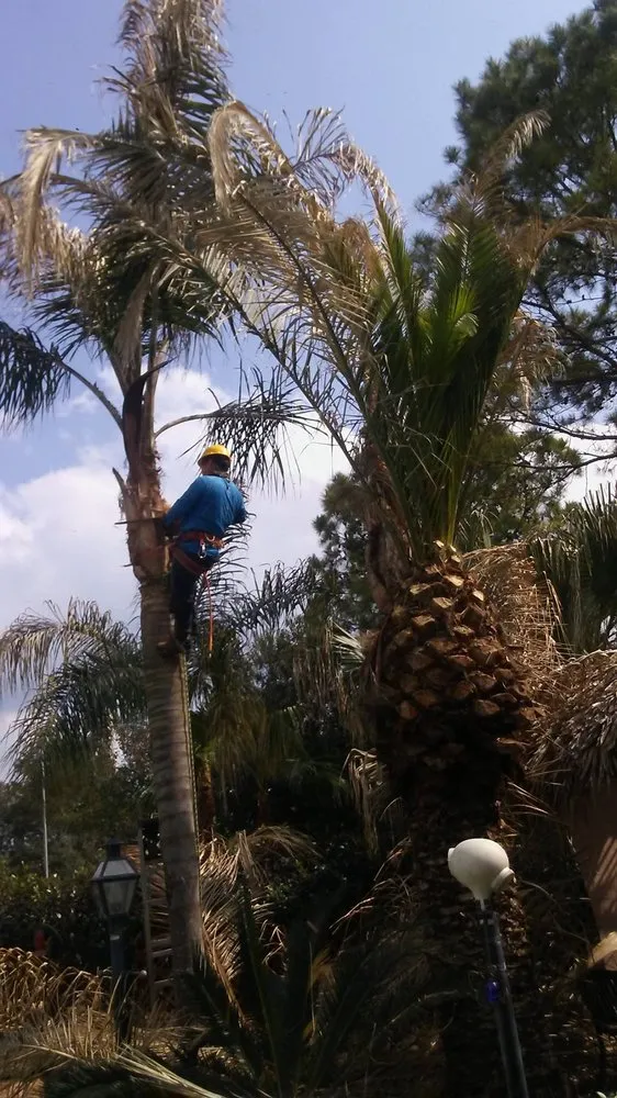 Trusted lawn mowing service in Houston, TX - Mr. Rodriguez Lawn Services