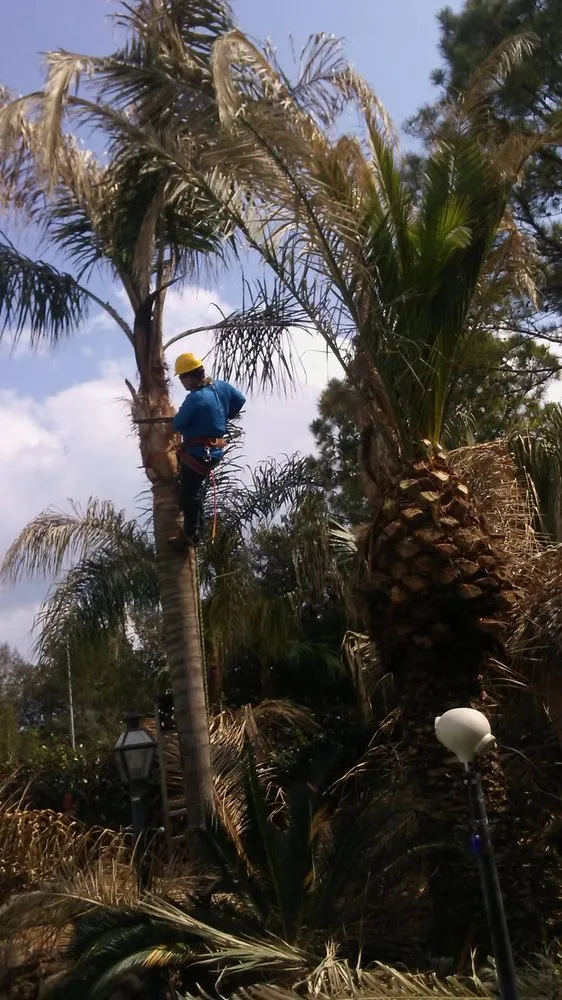 Professional lawn mowing service in Houston, TX by Mr. Rodriguez Lawn Services