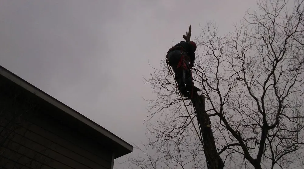 Expert yard cleanup service for beautiful yards in Houston, TX by Mr. Rodriguez Lawn Services