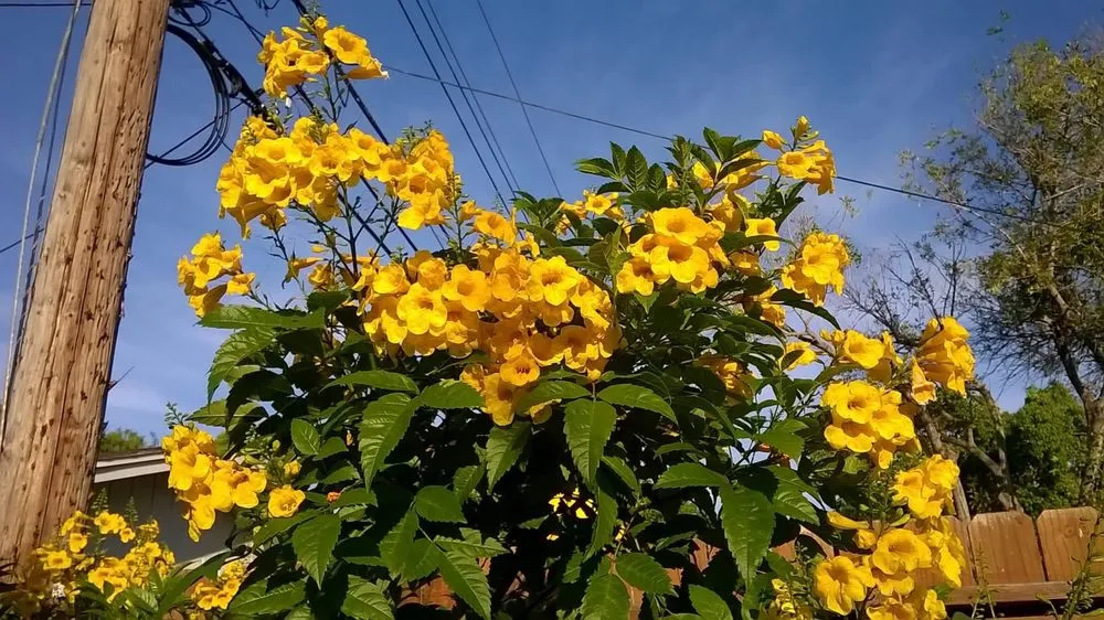 Reliable landscaping services experts serving Corpus Christi, TX - Mr Saenz Expert Lawn Care