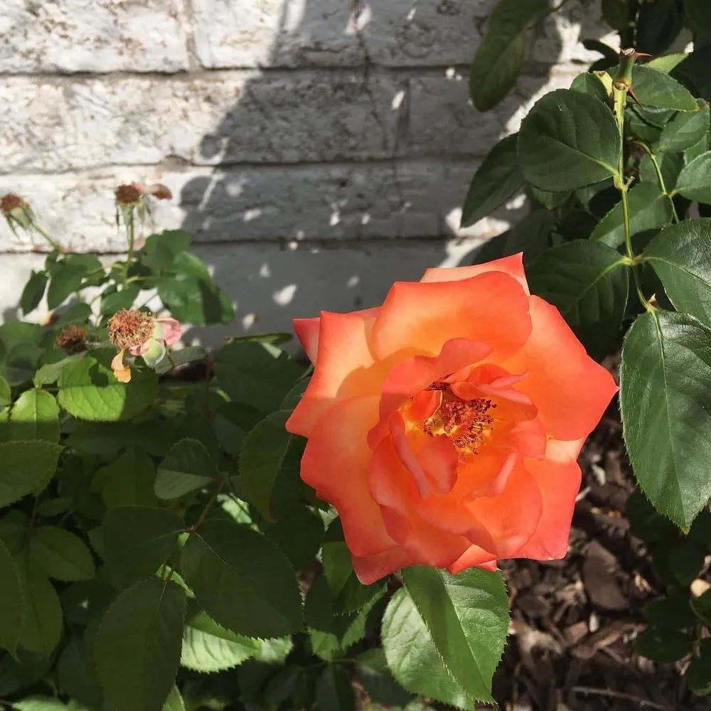 Custom yard cleanup service for homes across Corpus Christi, TX - Mr Saenz Expert Lawn Care