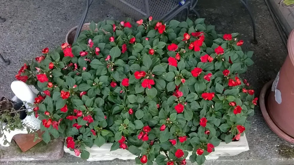 Expert outdoor landscaping for beautiful yards in Corpus Christi, TX by Mr Saenz Expert Lawn Care