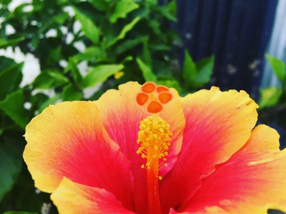 Local garden landscaping for beautiful yards in Corpus Christi, TX by Mr Saenz Expert Lawn Care