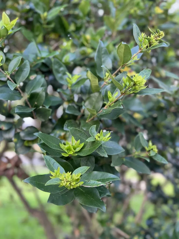 Trusted landscape installation for outdoor upgrades in Corpus Christi, TX by Mr Saenz Expert Lawn Care