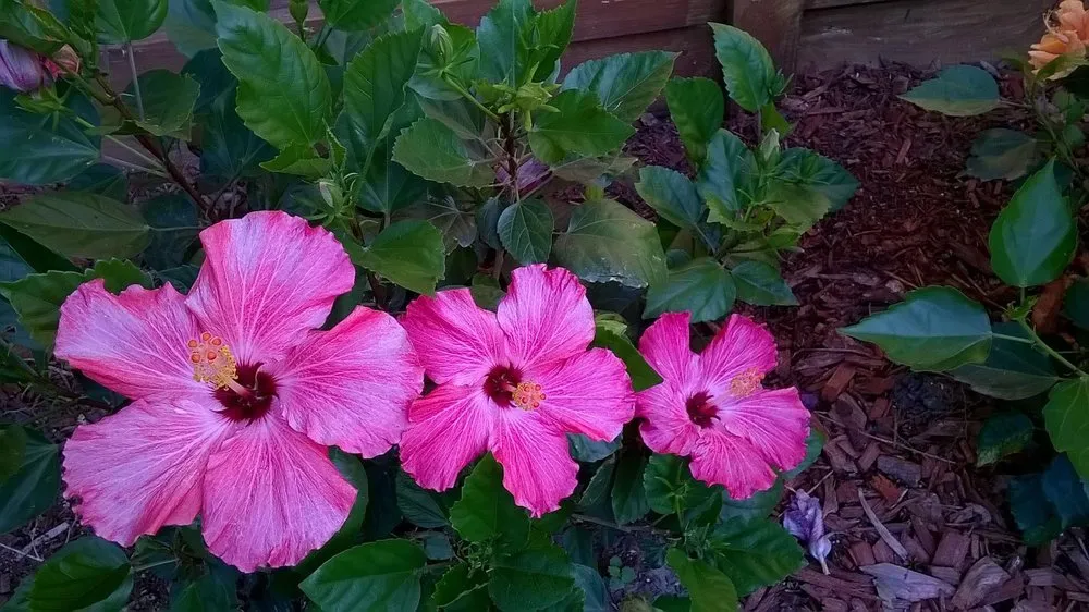 Affordable lawn mowing service near you in Corpus Christi, TX by Mr Saenz Expert Lawn Care