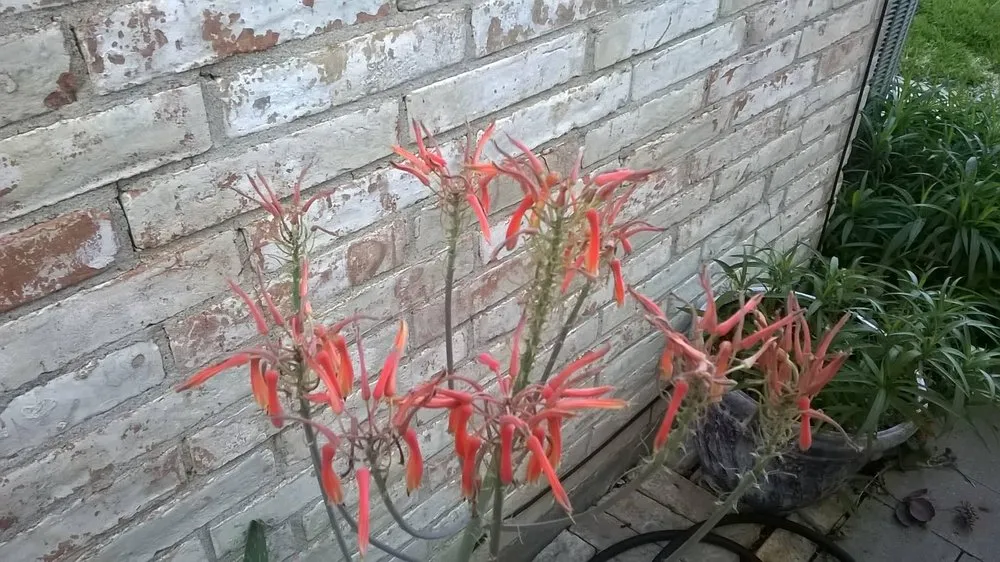 Custom landscape design near you across Corpus Christi, TX - Mr Saenz Expert Lawn Care