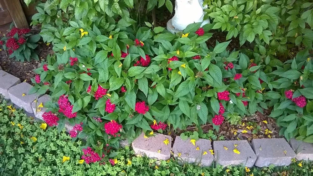 Affordable outdoor landscaping experts serving Corpus Christi, TX - Mr Saenz Expert Lawn Care