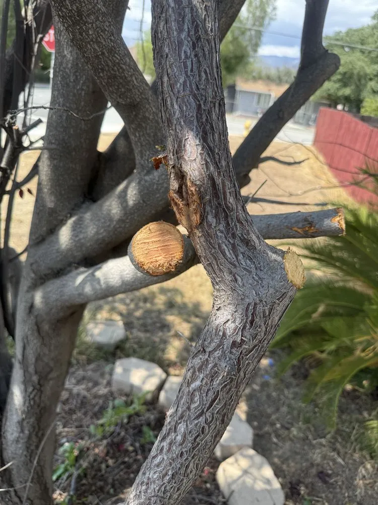 Custom landscape installation in Hemet, CA - M&R Services