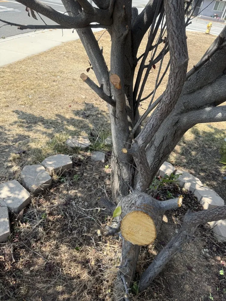 Local lawn mowing service experts serving Hemet, CA - M&R Services