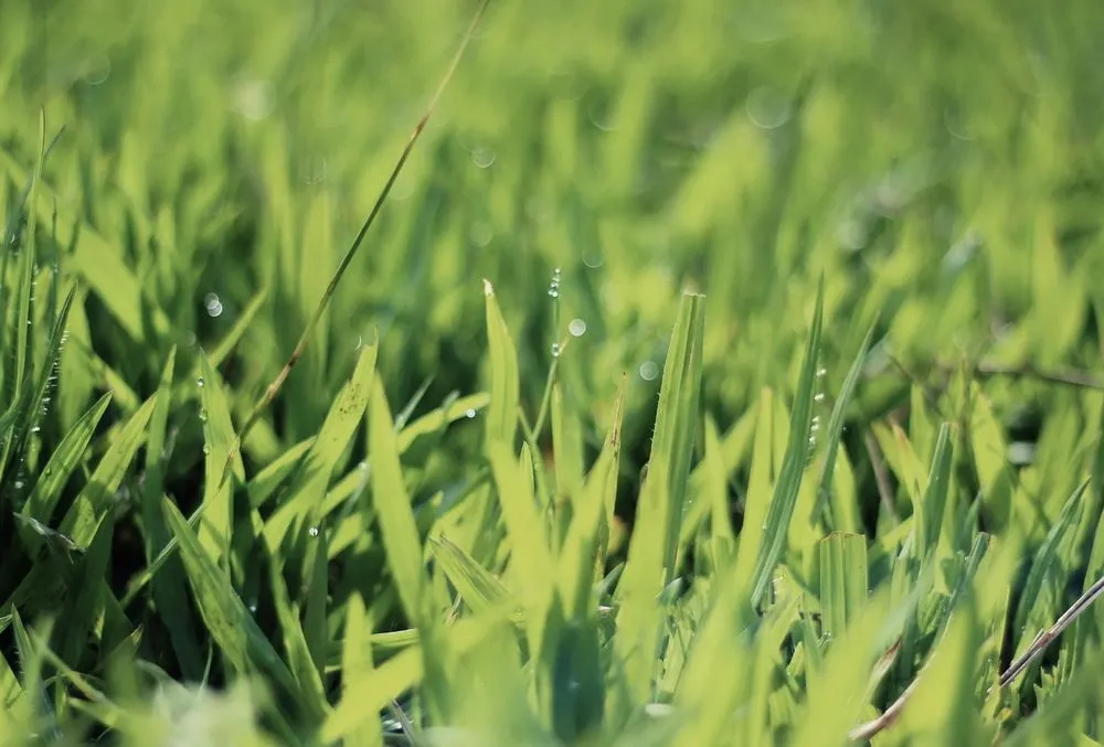 Top-rated residential landscaping for residential properties in Chicago, IL by Mr Snowman And Lawn Care Service