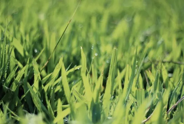 Mr Snowman And Lawn Care Service Logo