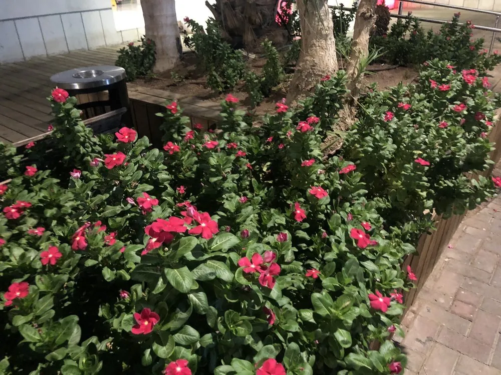 Professional garden landscaping experts serving El Paso, TX - Mr. Sprinkler