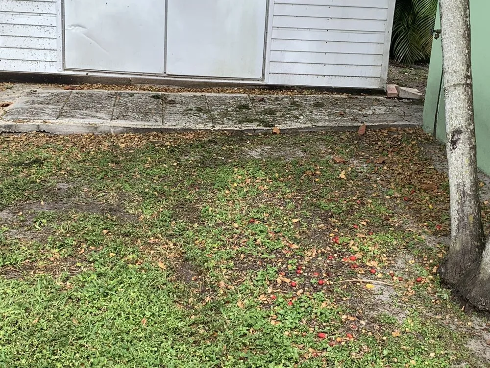 Affordable landscaping services for beautiful yards across Wilton Manors, FL - Mr T Landscaping