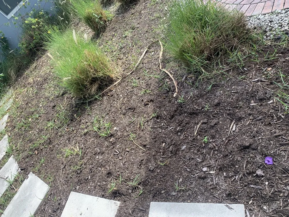 Local yard maintenance experts serving Wilton Manors, FL - Mr T Landscaping