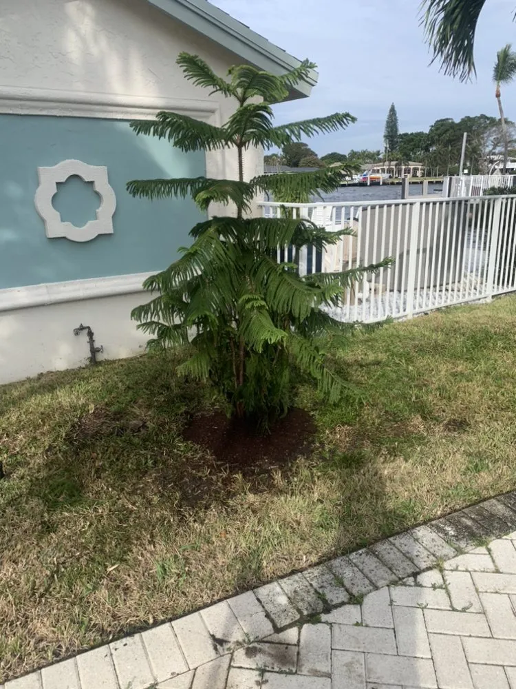 Expert landscape design in Wilton Manors, FL by Mr T Landscaping