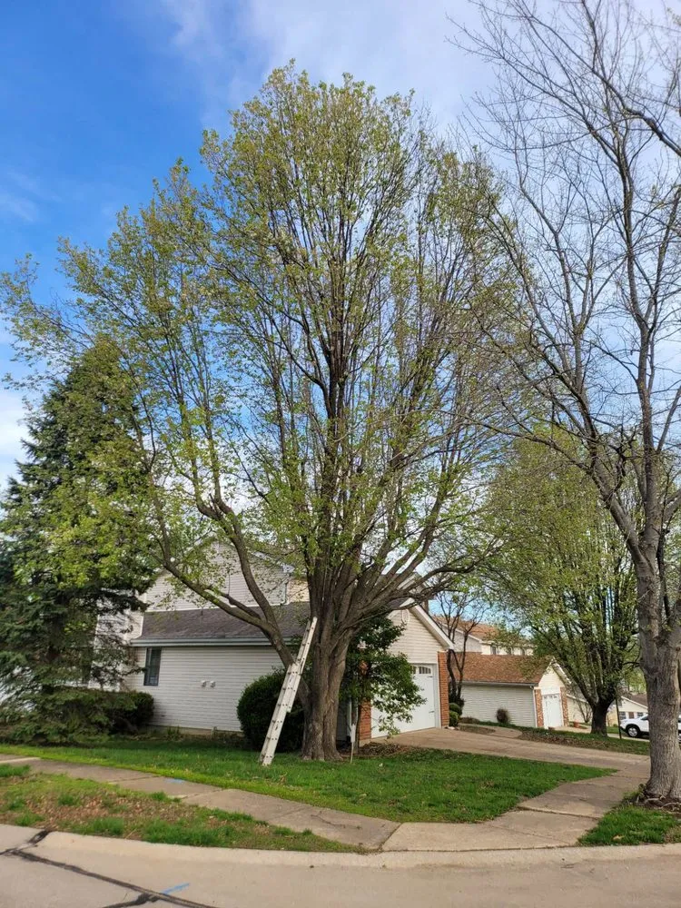 Top-rated lawn mowing service for year-round maintenance in Dittmer, MO by Mr Tree Service
