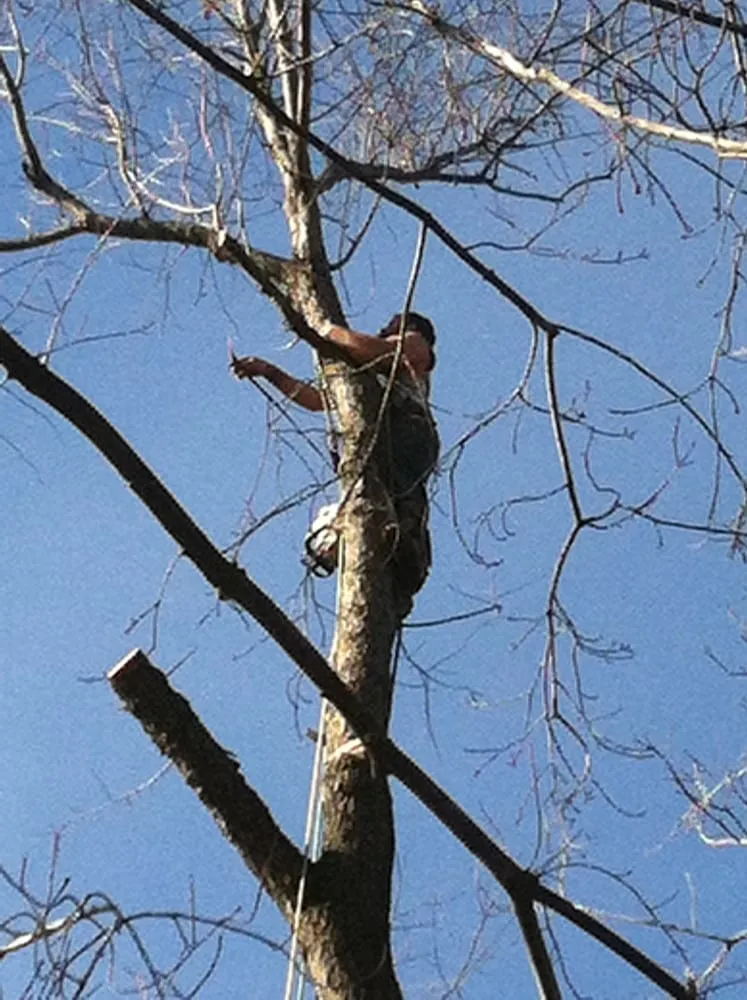 Expert lawn mowing service experts serving Dittmer, MO - Mr Tree Service