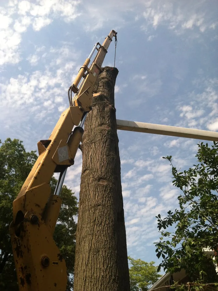 Top-rated outdoor landscaping for homes in Dittmer, MO by Mr Tree Service