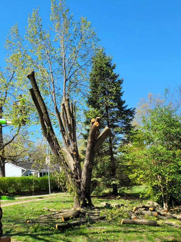 Trusted landscape installation for homes in Dittmer, MO by Mr Tree Service