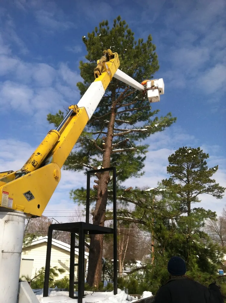 Local lawn care service experts serving Dittmer, MO - Mr Tree Service