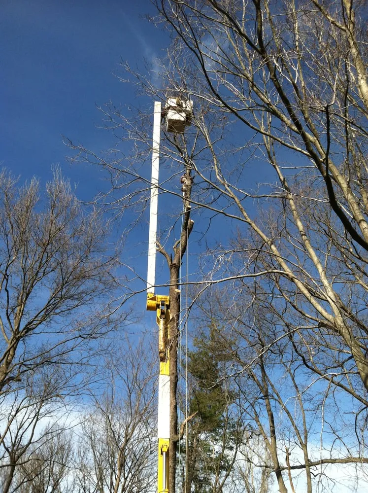 Expert landscape installation in Dittmer, MO - Mr Tree Service