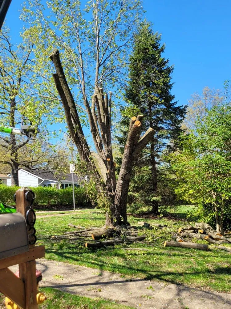 Professional yard cleanup service experts serving Dittmer, MO - Mr Tree Service