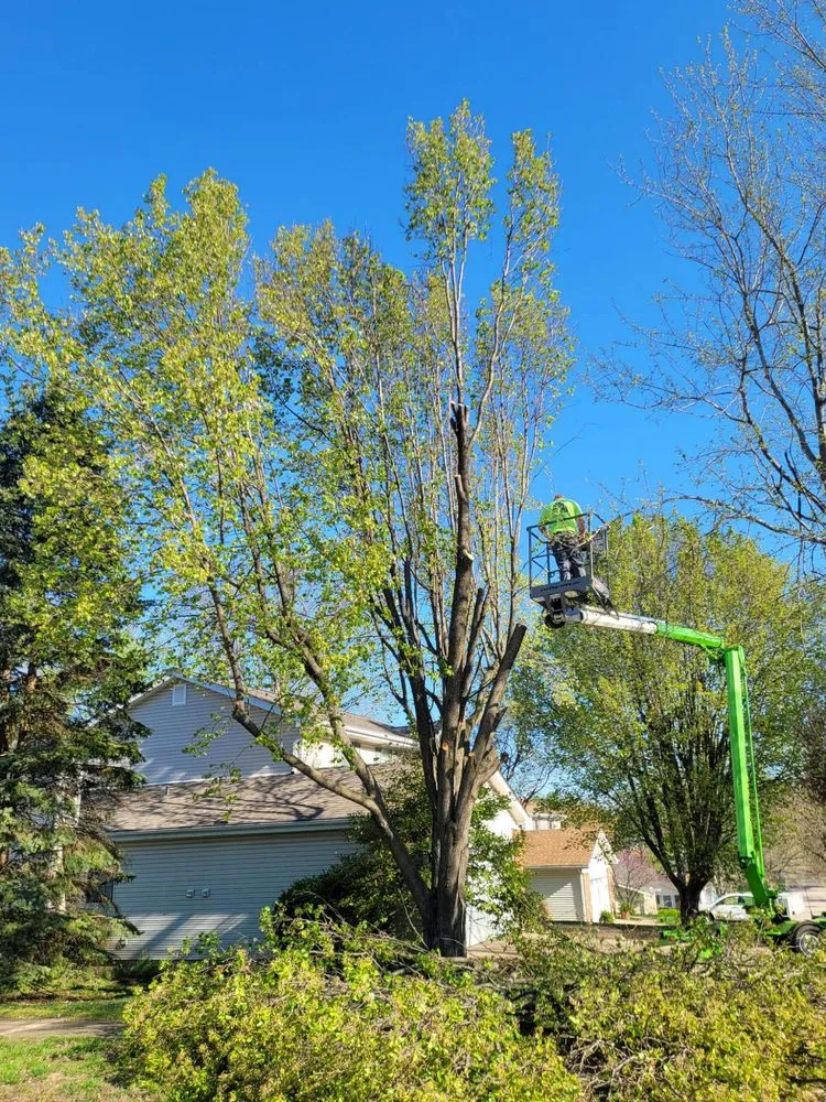 Top-rated lawn care service in Dittmer, MO - Mr Tree Service