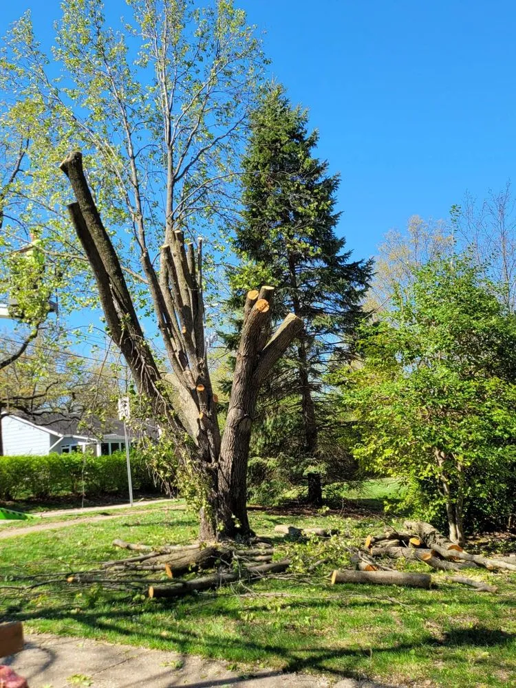 Top-rated yard maintenance in Dittmer, MO by Mr Tree Service