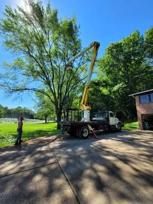 Mr Tree Service Logo