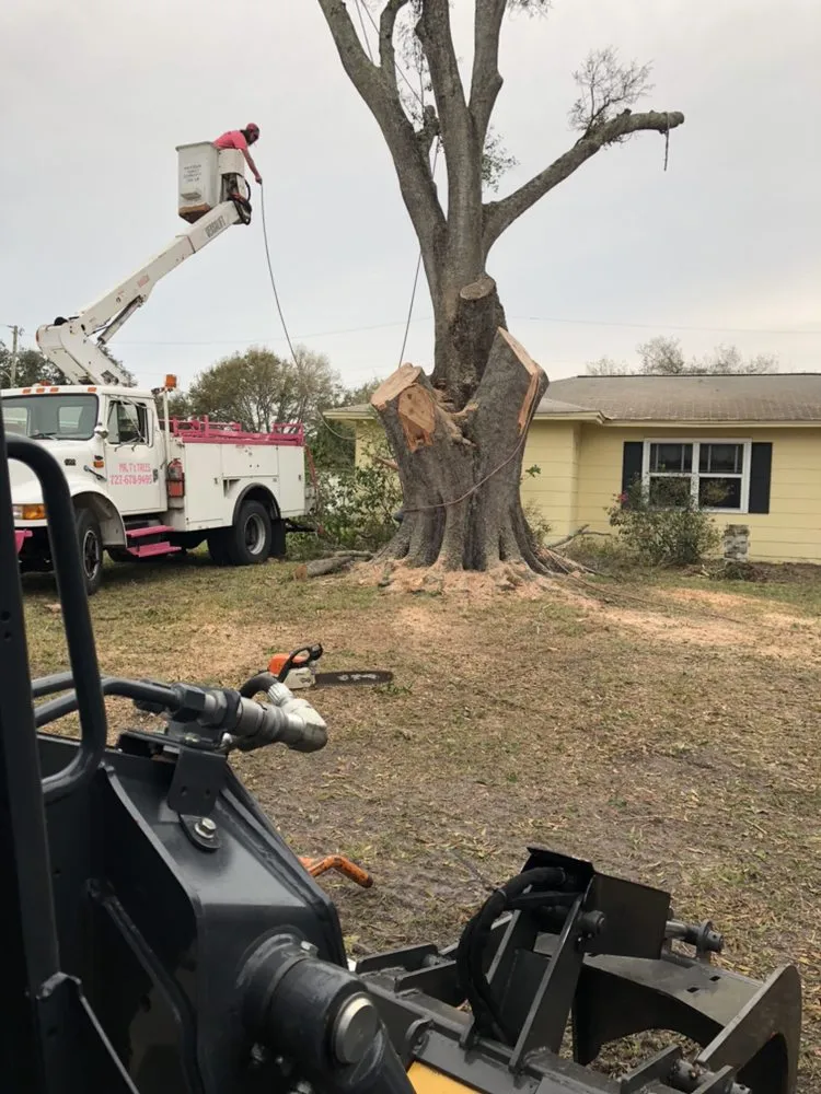 Affordable yard maintenance in Seminole, FL - Mr. T's Trees