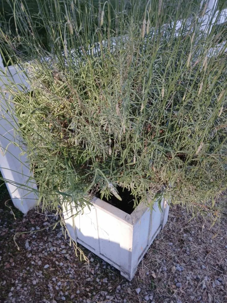 Top-rated yard maintenance in Red Bluff, CA - MR Wilsons' Lawncare and Honey Do's