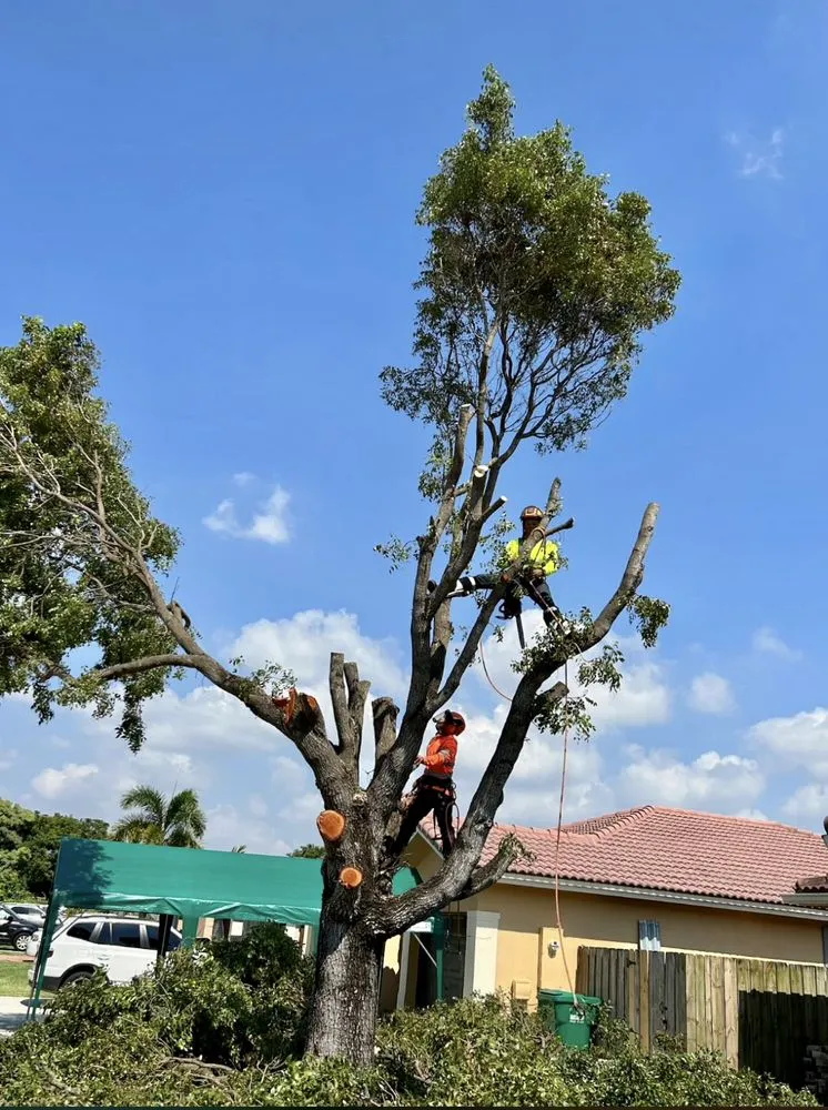 Top-rated landscape design for year-round maintenance in Miami, FL by MRC LANDSCAPING