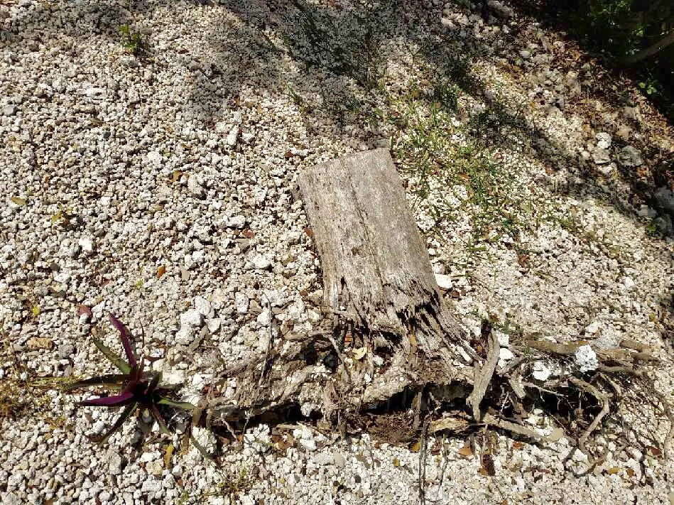 Custom landscaping services for beautiful yards in Miami, FL by MRC LANDSCAPING