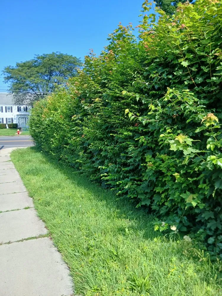 Custom yard maintenance for beautiful yards across Windsor, CT - Mr.Cheap & Neat Landscaping and Detailing