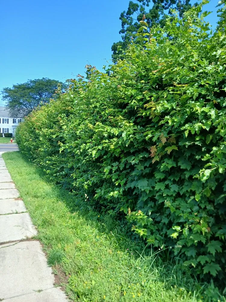 Affordable residential landscaping in Windsor, CT by Mr.Cheap & Neat Landscaping and Detailing