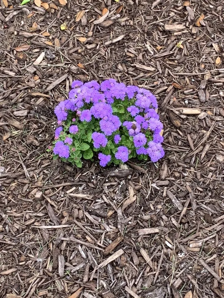 Expert garden landscaping experts serving Richmond, VA - Mr.Flores Multi Services