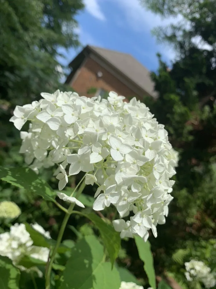 Professional landscaping services in Richmond, VA - Mr.Flores Multi Services