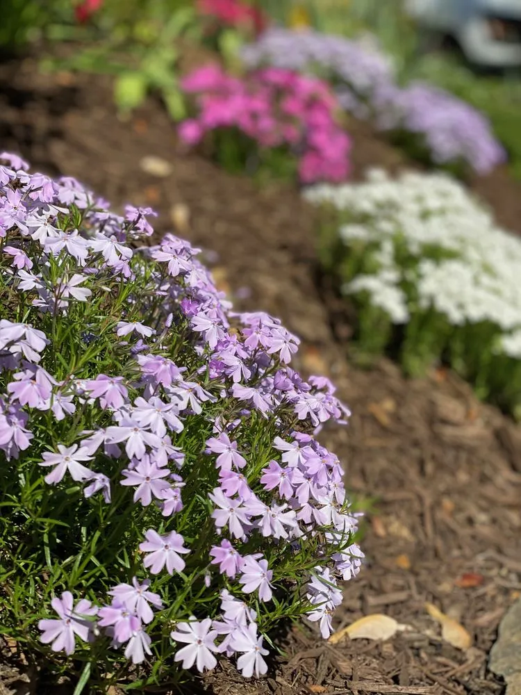 Top-rated lawn care service experts serving Alexandria, VA - MRGDMV