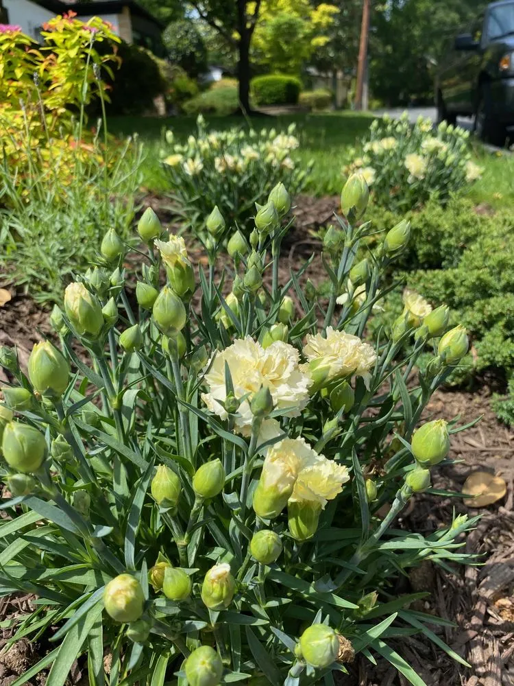 Professional yard cleanup service for year-round maintenance across Alexandria, VA - MRGDMV