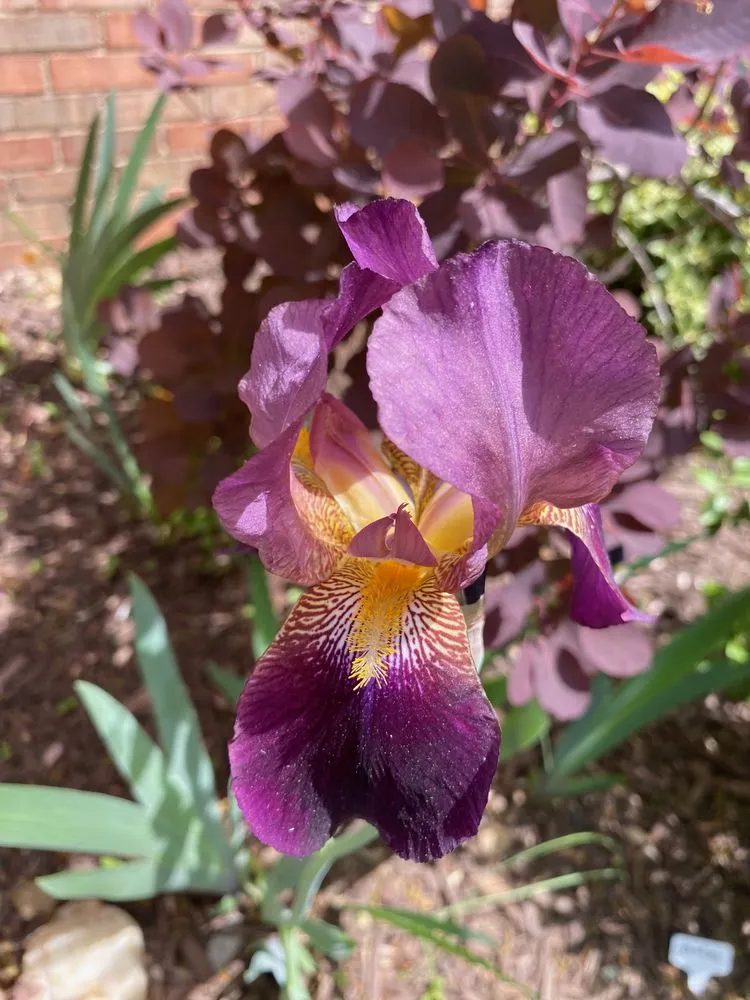 Trusted yard cleanup service for residential properties in Alexandria, VA by MRGDMV