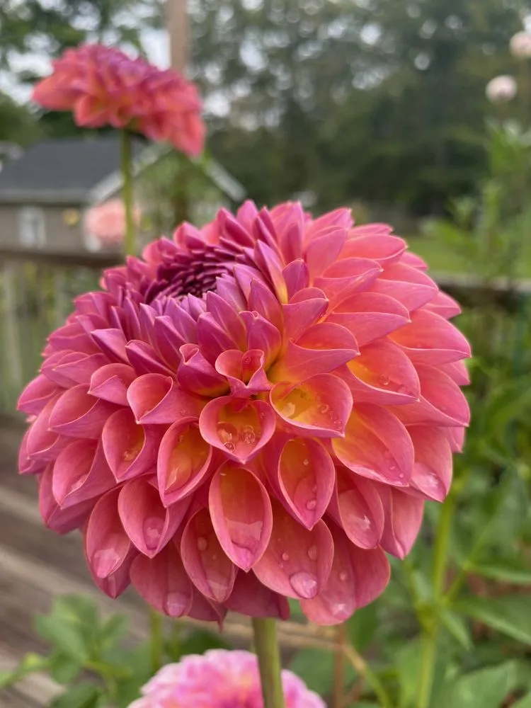 Trusted yard cleanup service in Alexandria, VA - MRGDMV